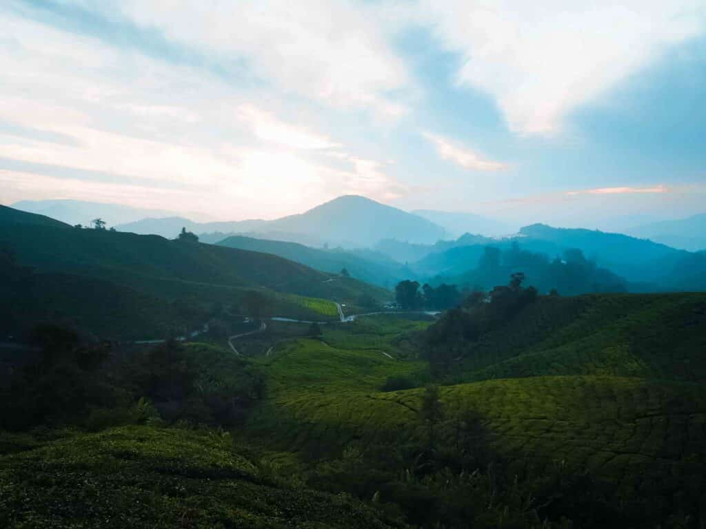 Cameron Highlands plantation de thé