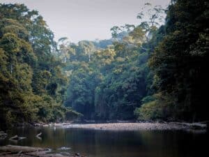 jungle de taman negara