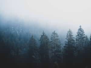foret noire en hiver