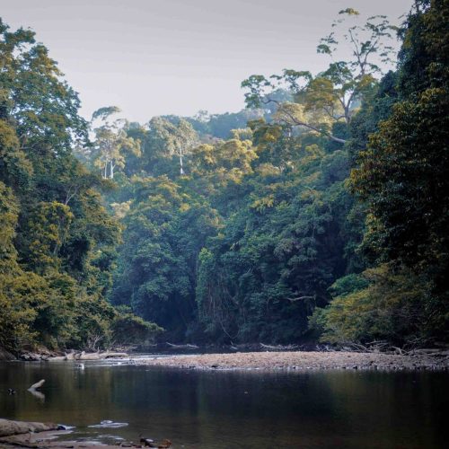 jungle de taman negara